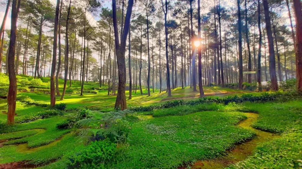 Green Grass Cikole
