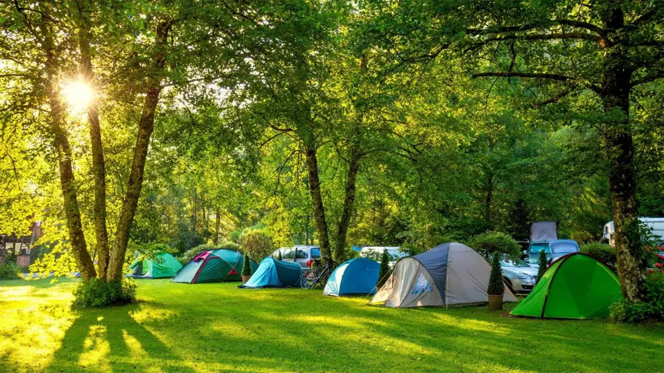 Pine Forest Camp