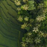 Pulau Ubud Bali