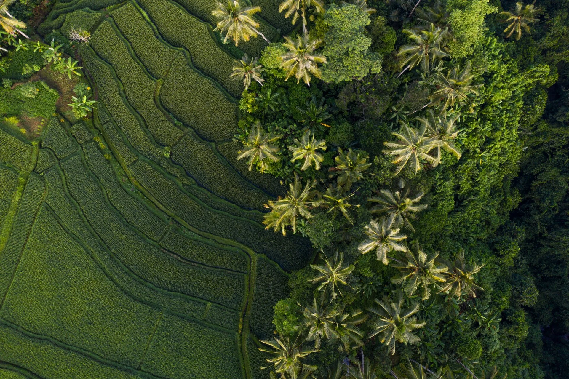 Pulau Ubud Bali